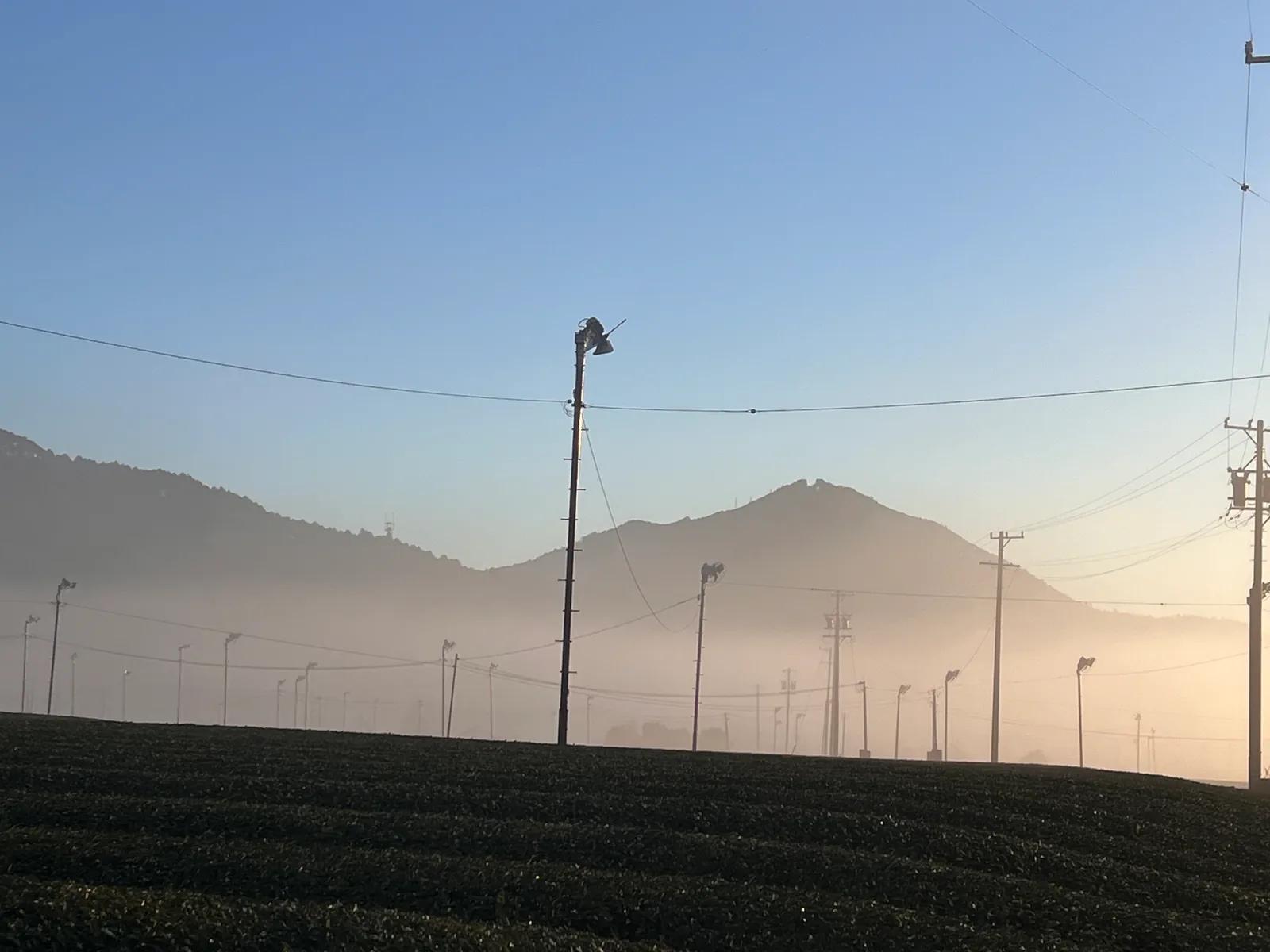 藤八茶寮の伊勢茶